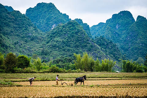 《中華人民共和國農村土